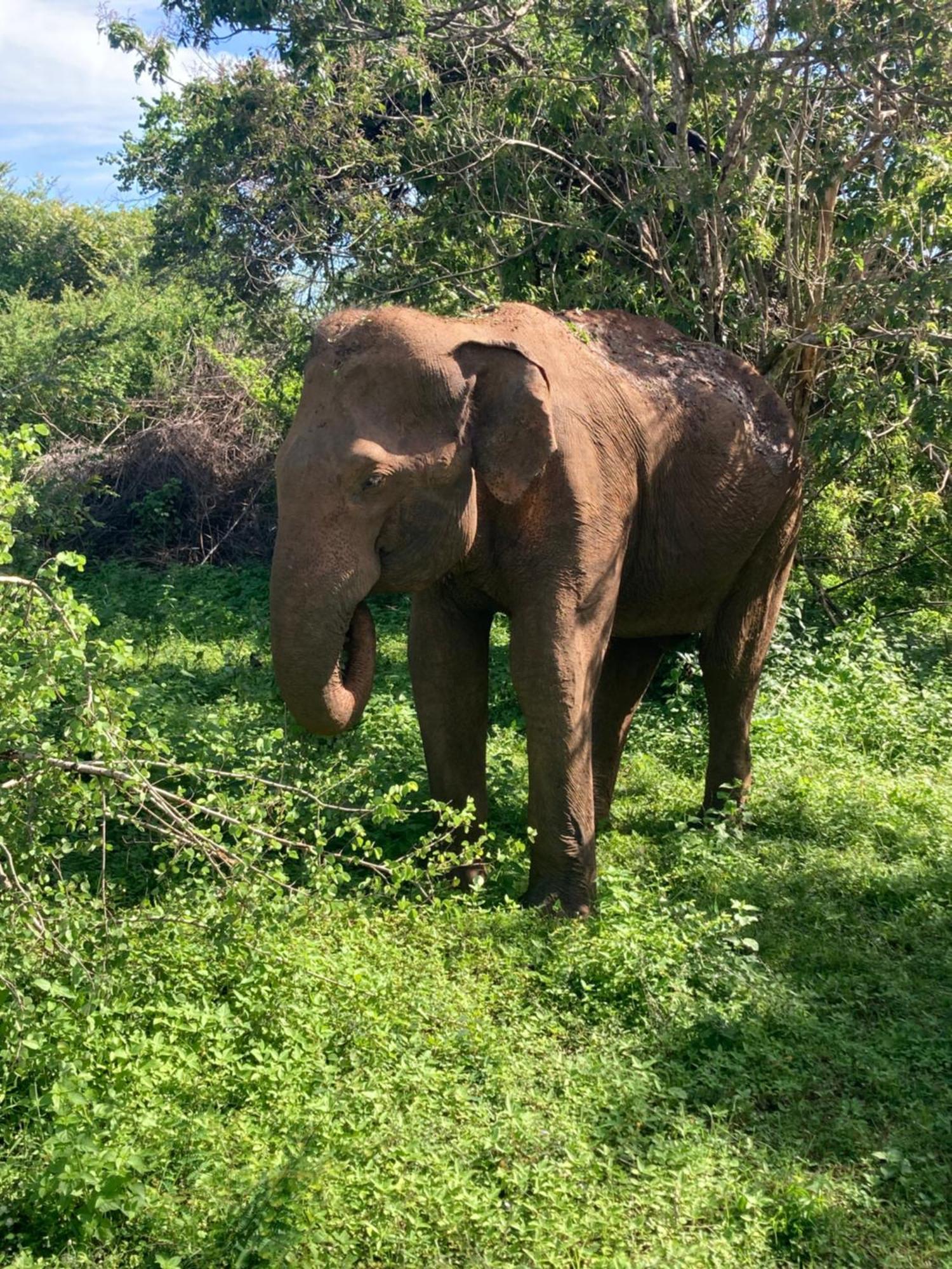 Amba Kola Udawalawa Hotel Udawalawe Luaran gambar