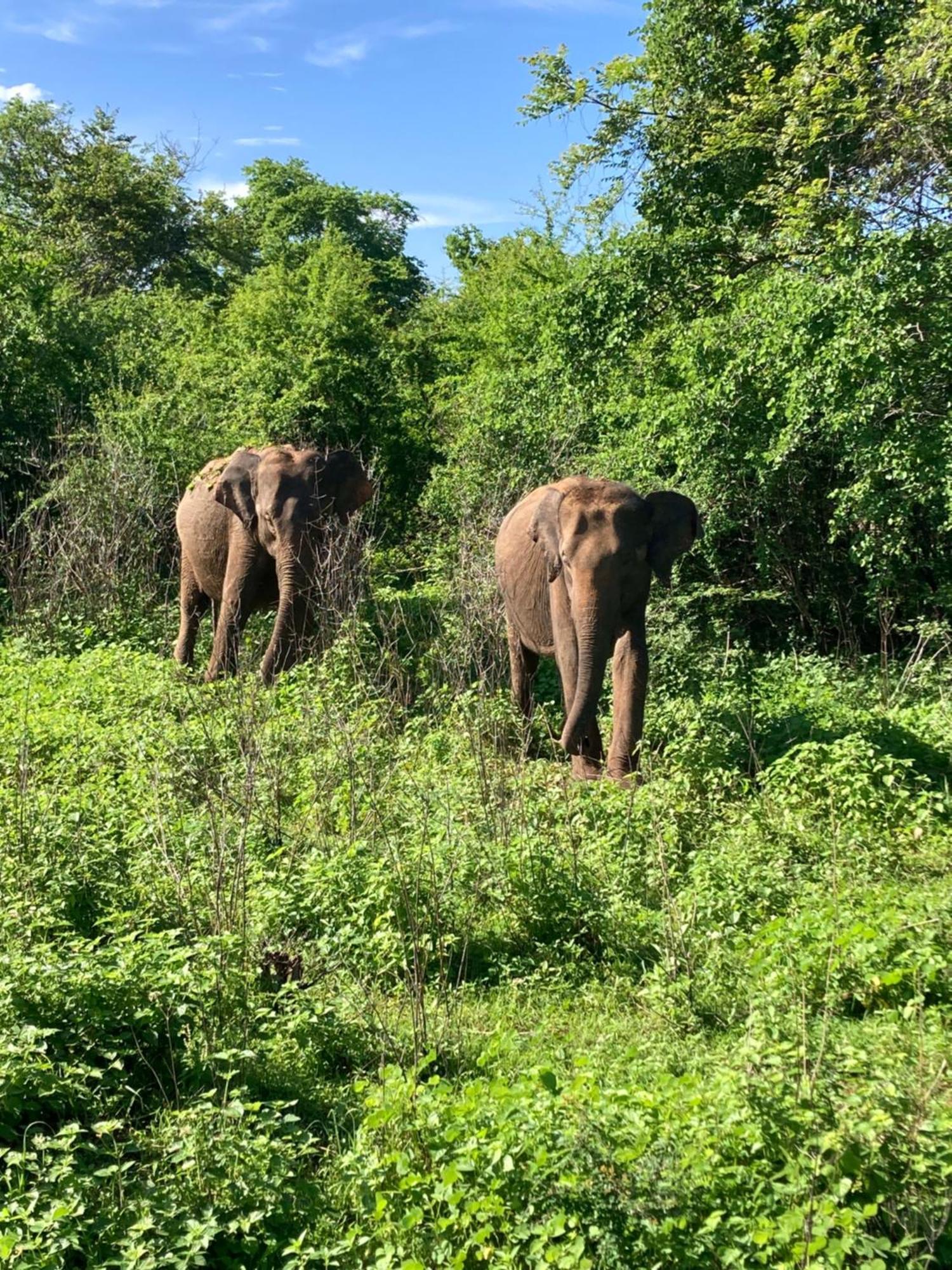 Amba Kola Udawalawa Hotel Udawalawe Luaran gambar